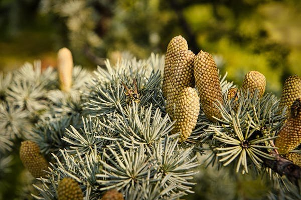 Boostez votre santé et performances avec le pollen de pin