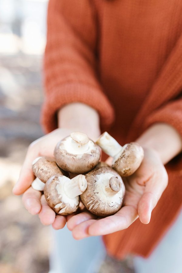 Champignon adaptogène : allié de votre santé ou danger ?